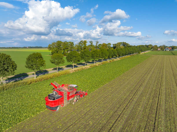 tracteurs récoltant des plants de betteraves sucrières dans un champ vu d’en haut - beet sugar tractor field photos et images de collection