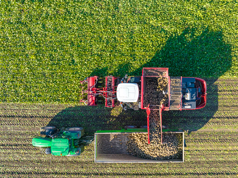 Sugar beet harvesting in a field where one machine picks up the potatoes and loads them in a trailer pulled by a tractor that is driving alongside the harvester.