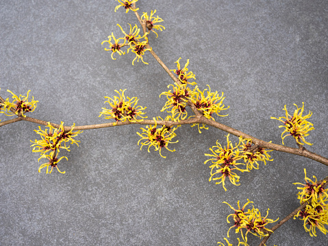 Close up image of the beautiful spring flowering Hamamelis Mollis, also known as Witch Hazel yellow flowers