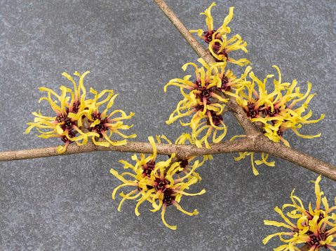 Close up of a yellow Hamamelis Mollis on a grey background