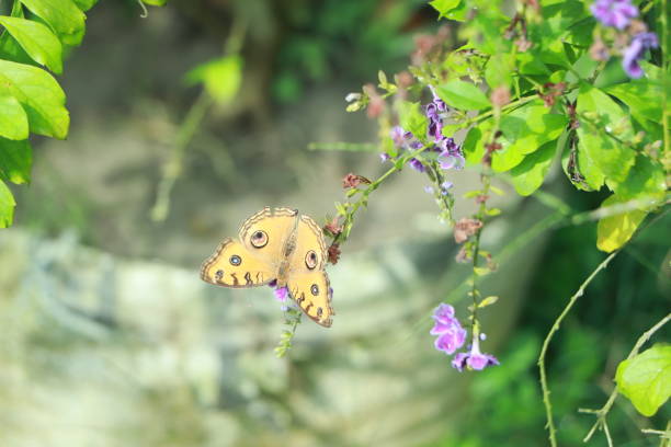 Butterfly hanging on flower bush on a garden