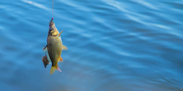 pesca de peces en el anzuelo. enfoque selectivo. - lure loc fotografías e imágenes de stock