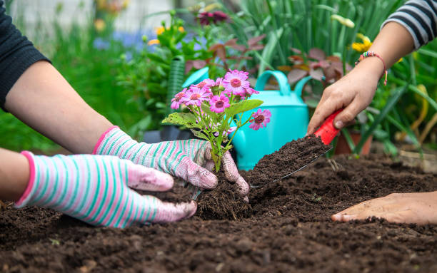 istock Plant flowers in the garden. Selective focus. 1429964475