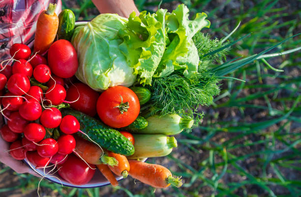 istock A man holds in his hands harvest vegetables from the garden. Selective focus. 1429964486