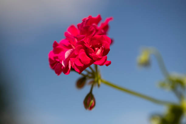 Pink geranium flowers. blue sky. Beautiful little geranium flower. Ivy Pelargonium. Geranium in a pot outdoors.