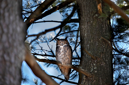 Great horned owl - Bubo virginianus sitting on the pine tree