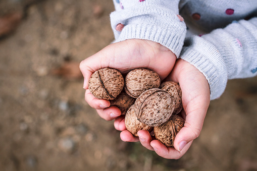 Child holding a handful of walnuts in open palms in Autumn idyll. Food allergy. Harvesting and preparing for winter. Close up. Ukrainian agriculture