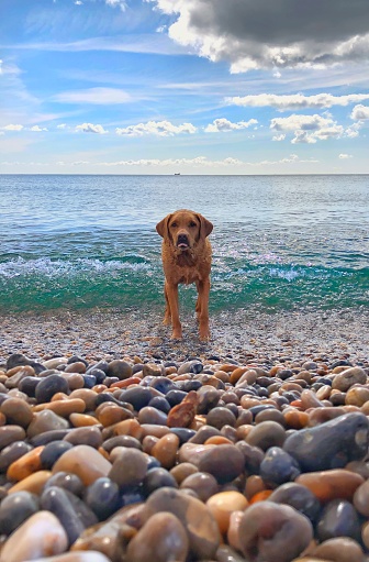 A happy and healthy yellow Labrador retriever dog standing in the ocean on a pet friendly pebble beach with copy space