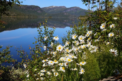 Norway mountain landscape of Setesdal valley near Hovden. Hartevatn lake and chamomile flowers.