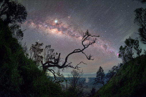 Milky Way with Tree Silhouette at Mount Bromo