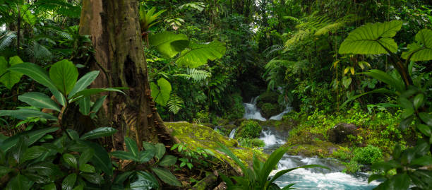 istock Tropical rainforest in Costa Rica 1429977635