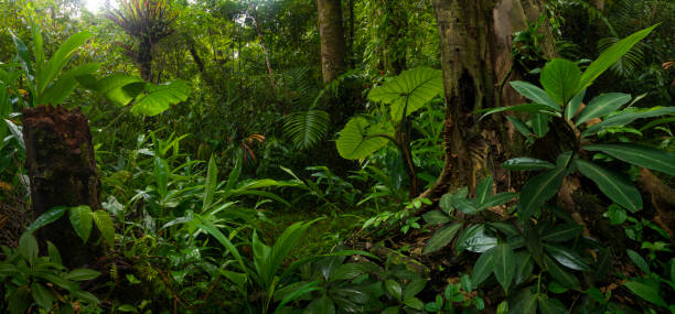 istock Tropical rainforest in Costa Rica 1429977638