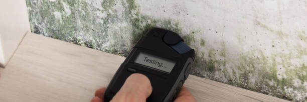 istock Person Hand Testing The Moldy Wall 1429977857