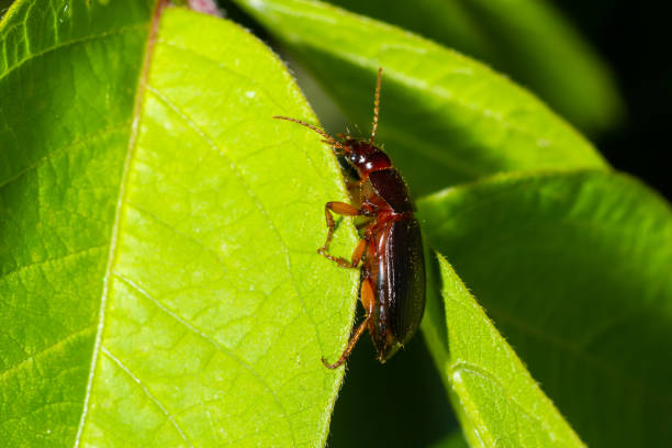 istock copper colored ground beetle on grass in a natural environment. summer, dream day 1429977925