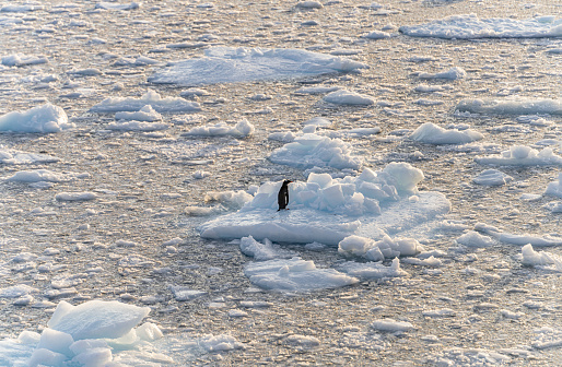 Penguins diving off glacier into sea