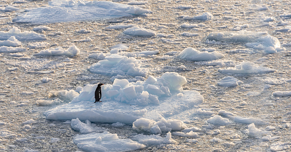 Loneliness / Grief - single gentoo penguin standing alone and abandoned on an ice floe in the Antarctic sea