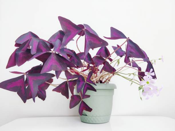 Oxalis triangularis in green flower pot Oxalis triangularis in green flower pot oxalis triangularis stock pictures, royalty-free photos & images