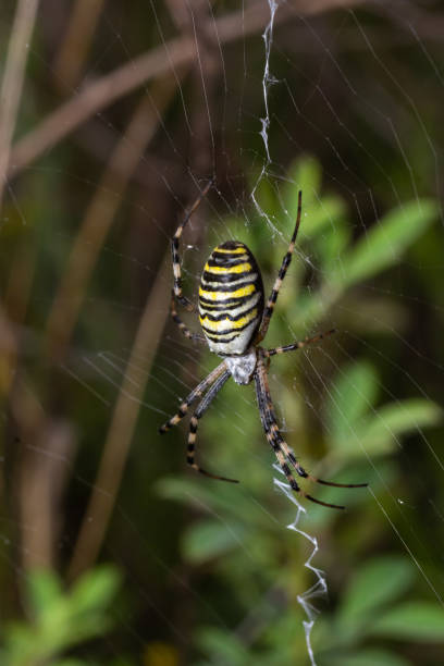 istock Spider wasp. Spider Argiope bruennichi on web on a green background. Close-up 1429979665