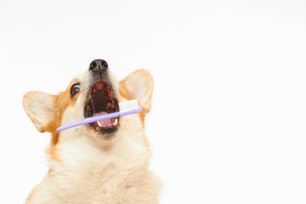 istock A Pembroke Welsh Corgi dog catches a toothbrush. 1429979683