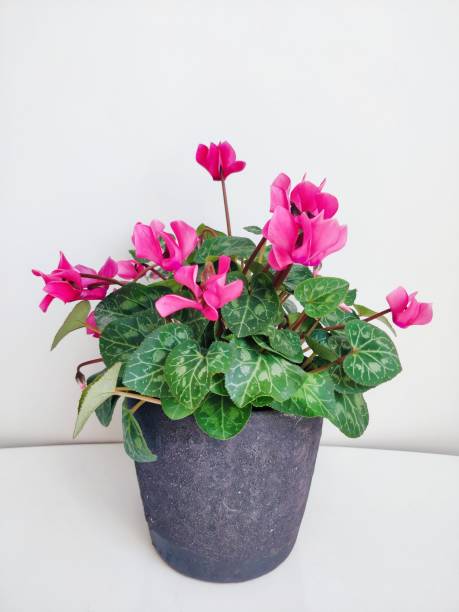 istock Pink cyclamen in a flower pot 1429979819