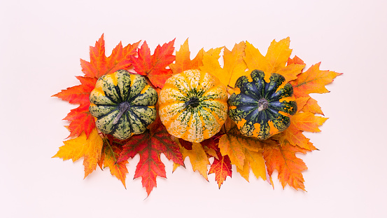Thanksgiving or Halloween Theme. Three multi-colored spotted pumpkins on bright autumn maple leaves. Ripe decorative pumpkin top view.
