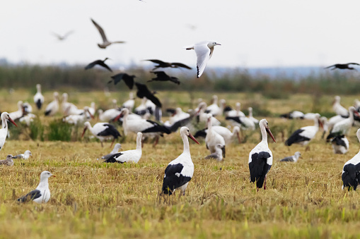 Photo of storks at a rice field in Ribatejo, Portugal.