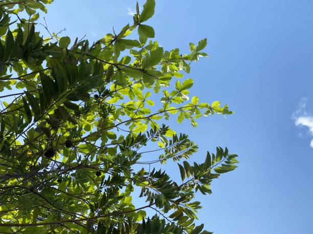 terminalia catappa árbol en el jardín de la naturaleza - kakadu fotografías e imágenes de stock