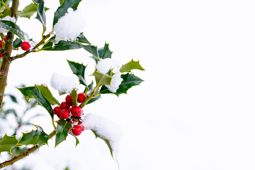 a branch of a Holly tree with  red berries covered with snow