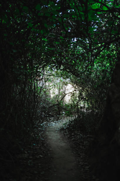 istock Dark moody path inside a leafy forest. There is a sunbeam in the background. 1429984894
