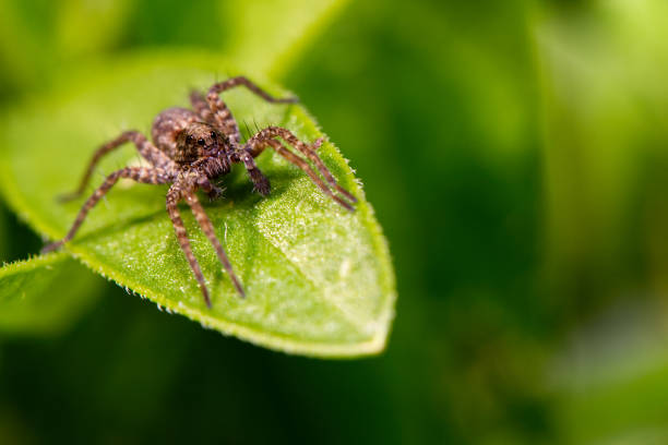 istock Macro of brown jumping spider (salticidae) on a green leaf 1429986742