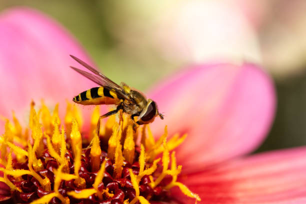 istock macro of a hoverfly (syrphidae) on a pink and yellow flower 1429988050