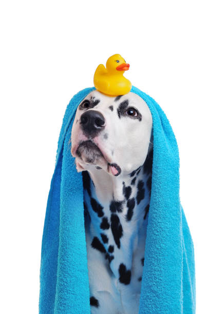 Dalmatian after bathing with a rubber duck on head Dalmatian after bathing with a rubber duck on head dog grooming stock pictures, royalty-free photos & images