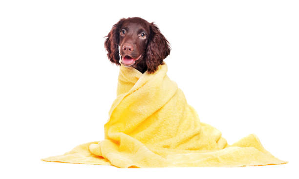 istock Cocker spaniel puppy wrapped in yellow towel 1429989084