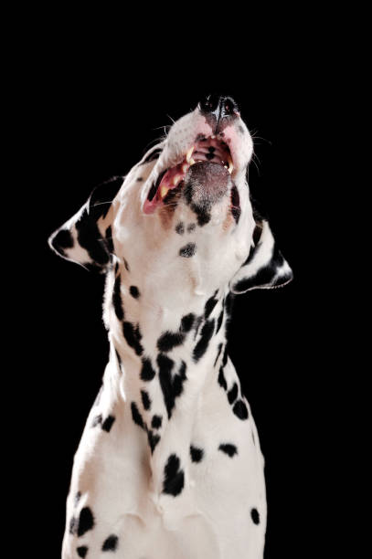 istock Dalmatian dog looking up with open mouth 1429989089