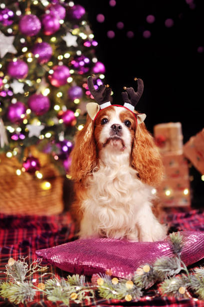 istock Dog in deer headband in front of Christmas tree 1429989134