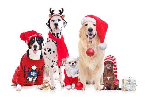 Group of dogs wearing Christmas costumes isolated on white