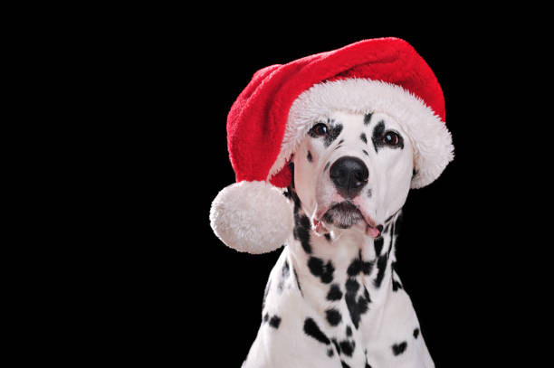 Headshot pf dalmatian dog wearing Santa hat