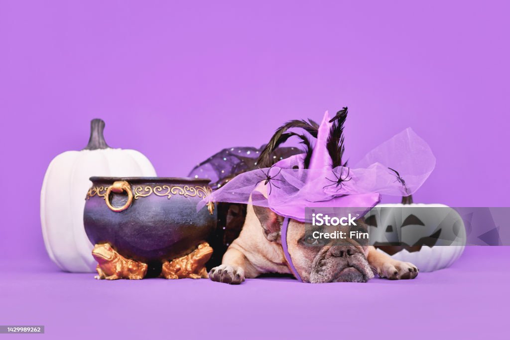 French Bulldog dog with Halloween costume witch hat French Bulldog dog with Halloween costume witch hat next to cauldron and pumpkins on purple background Dog Suit Stock Photo