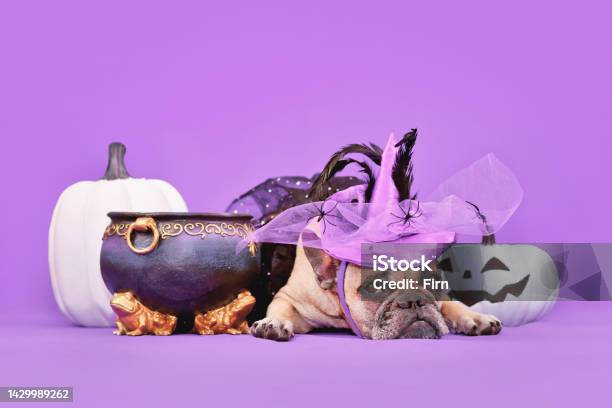 French Bulldog Dog With Halloween Costume Witch Hat Stock Photo - Download Image Now