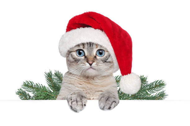 istock Santa cat  holding blank board at the white background 1429989387