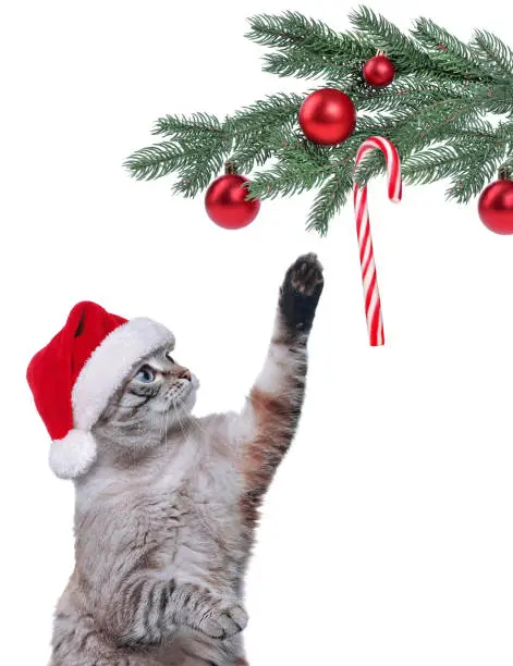 Gray cat touching candycane hanging on the Christmas tree branch