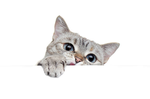 빈 보드를 찾고 태비 고양이 - kitten color image cute feline 뉴스 사진 이미지