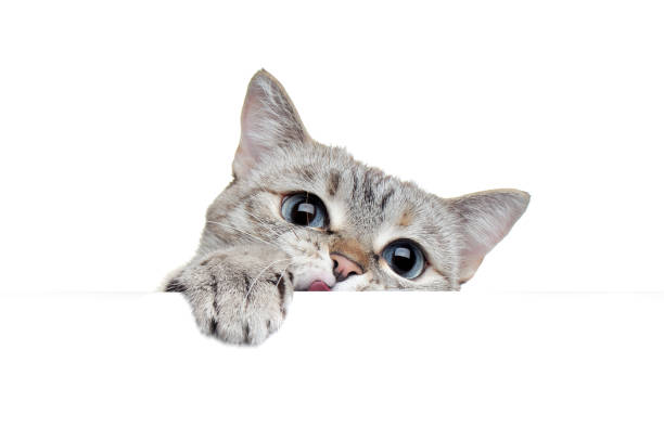 istock Tabby cat looking out of blank board 1429989403