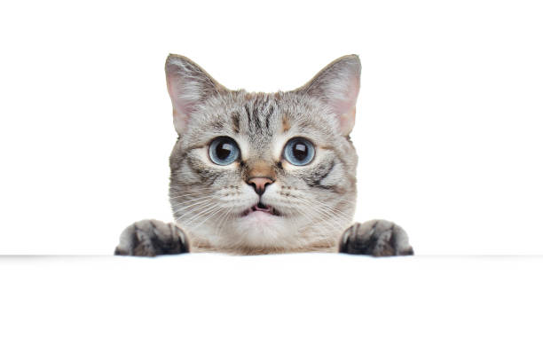 istock Tabby grey cat holding blank board against white background 1429989408