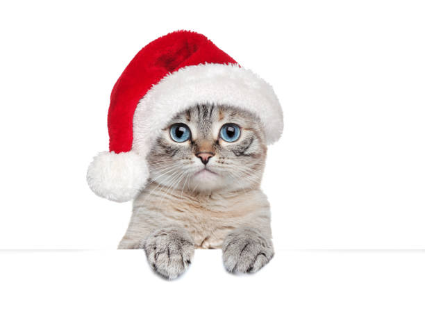 istock Cat in Santa hat holding blank board 1429989437