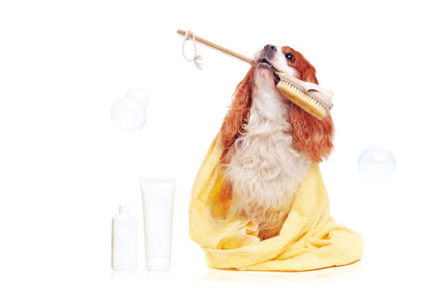 istock Pretty king charles spaniel after bathing 1429989445
