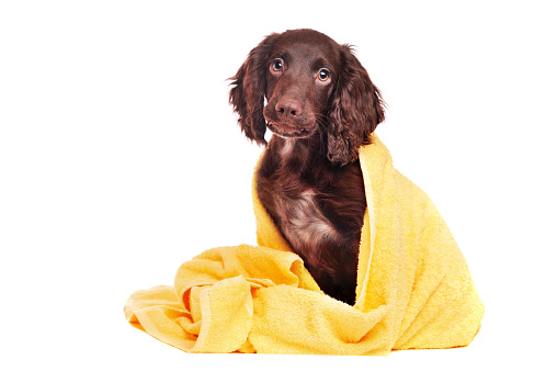Pretty puppy in a towel after bathing isolated on white