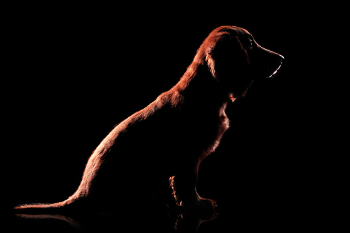 Silhouette of a sitting cocker spaniel puppy