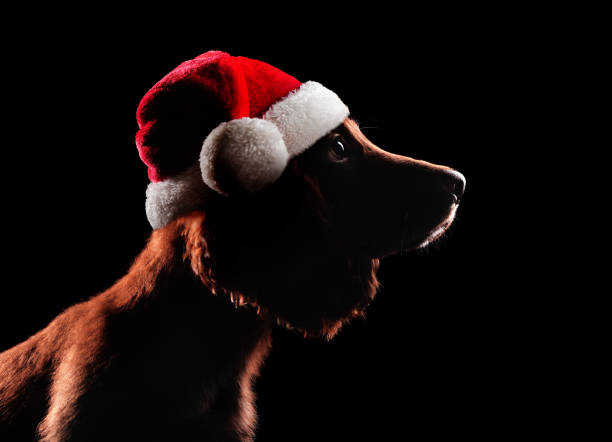 A close-up view of a mid adult and her pet cocker spaniel she is holding him in her arms and kissing him on his cheek and she is also wearing a Santa hat as its the countdown to Christmas.