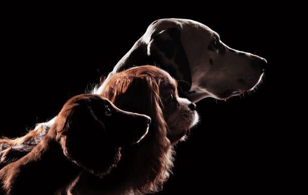 istock Silhouette head shot of three dogs 1429989557